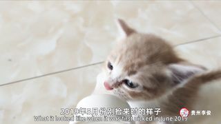 我的猫