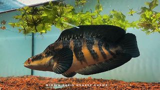 Chana maru