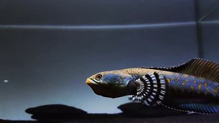 Chana blue pulchra