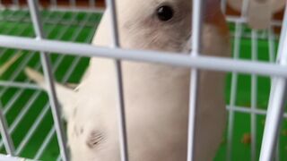 Rescue the naughty bird