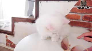 Funny Cats And Kittens Life 4K Quality Video Episode 6 | Viral Cat