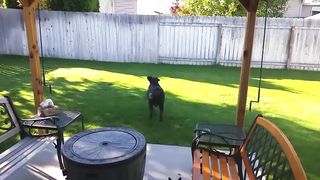 Try Not To Laugh Watching Funny Animal Fails Compilation November 2018 #1 - Co Vines✔