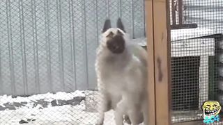 Animals dance to music