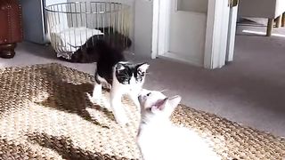 Animals dance to music 2