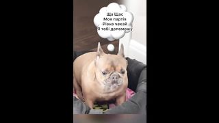 Funny French Bulldog | TikTok Compilation #3 - Cutest French Bulldog  Animal Сhannel 7 abonnés  S'abonner