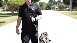 Dog of leash
