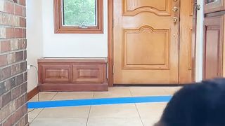 Dogs jump through duck tape