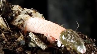 As coisas espetaculares e  raras da natureza