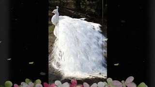 Top Most Beautiful and Colorful Pictures Of Peacock HD Images Whatsapp status