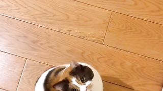 Adorable minou