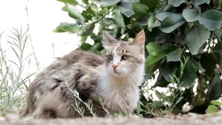 Top 10 Cats Free Stock Videos Footage
