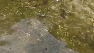 Cat catches fish