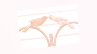 Top 10 pictures of the most beautiful bird in the world.