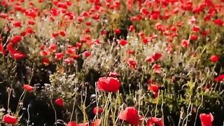 Beautiful Flowers Video,Most beautiful flowers images, Beautiful flowers rose