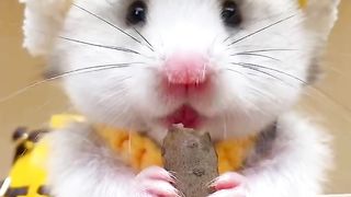 Little hamsters used to love these