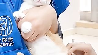 Imunisasi kucing????????
