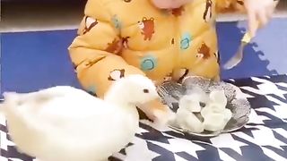 Funny Babies And Animals