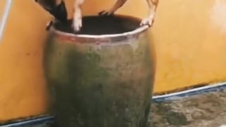 This dog is confused