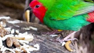 #wow #views #fyp #tiktok #reels #amazing #cute #beautiful #aviarybirds #pets #animals #viral #trending