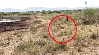 Fearless Buck Fights off Crocs & Lion