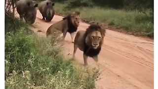 Funny Lion Viral Video 6