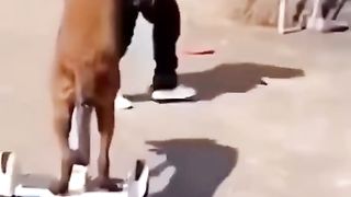 Klakuan konyol hewani????????