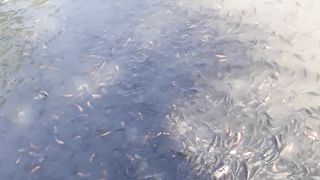 Ikan yang banyak #subscriber