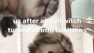 meowing kitten