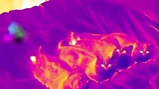 cat temperature