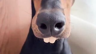 dog being played with