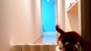 failed cat