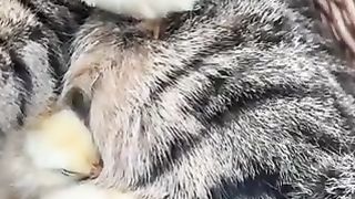 Cat relaxing with chick