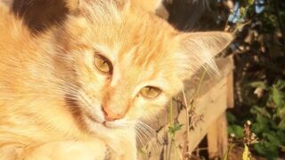 My cat #savecat