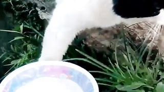 Cool cat.. cat drink