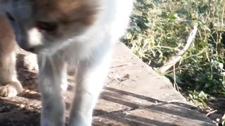 Cat cat baby