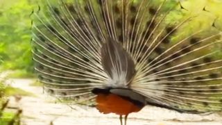 Peacock Dancing | Beautiful NATURE in World | #viralvideo #nature #febspot