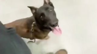 Funny animal videos????