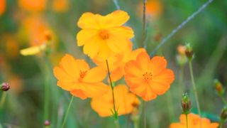 Peaceful Relaxing | Good Morning Scenery | Natural Video | #viralvideo #nature #febspot