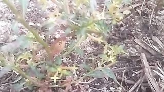Animal lovers