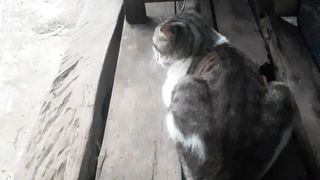 Kucing jalanan
