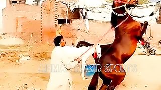 #foryou #foryoupage #fyp #Ahmad#horsepower#trending #12#fyp