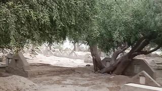 Salvadora trees