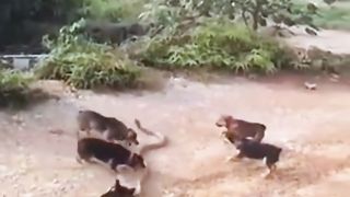 Cobra vs 5 Dogs