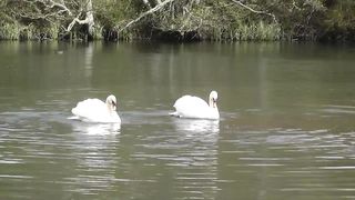 Swans Dancing / angsa menari