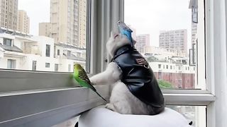 Um gato muito legal