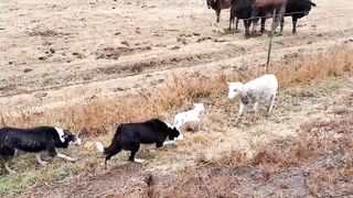 Moving a ewe and her lambs to the front pasture with Brick and Bear