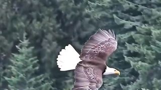 Eagle flying Best scene