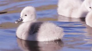 Baby Swans / anak angsa