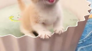 猫咪