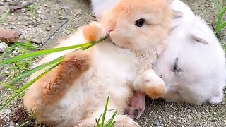 Dog & Rabbit  Apple Eating Funny ???? Video 2023 # #trending #viral